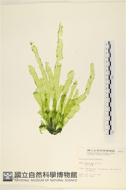 長片石蓴, 裂片石蓴藏品圖，第1張