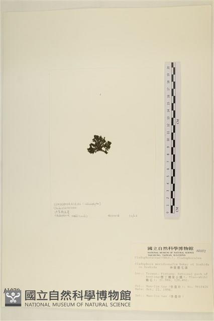 伸展剛毛藻藏品圖，第3張