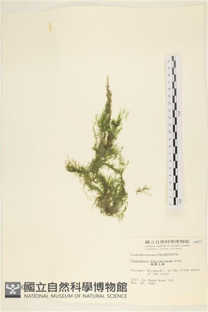 細剛毛藻藏品圖，第1張