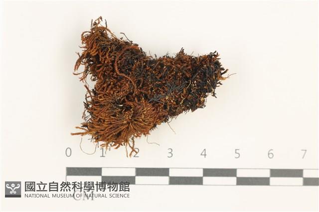 登錄號:B00018172藏品圖，第1張