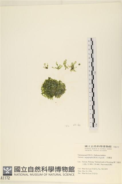 法囊藻藏品圖，第1張