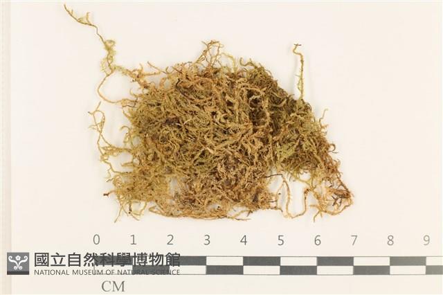 石地青蘚藏品圖，第1張