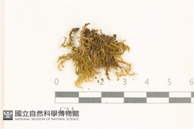 細葉櫛葉蘚, 毛葉梳蘚藏品圖，第1張