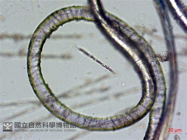登錄號:A00004572藏品圖，第4張