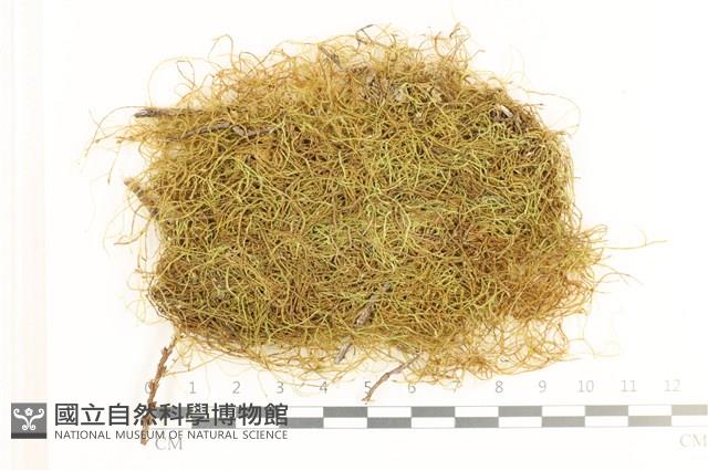 多疣懸蘚藏品圖，第1張