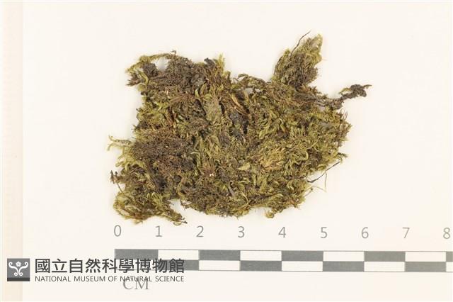 登錄號:B00000572藏品圖，第1張