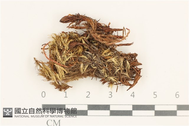 登錄號:B00012472藏品圖，第1張