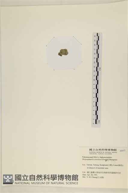 網球藻藏品圖，第3張