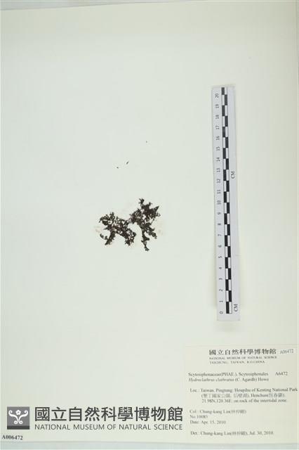 網胰藻藏品圖，第3張