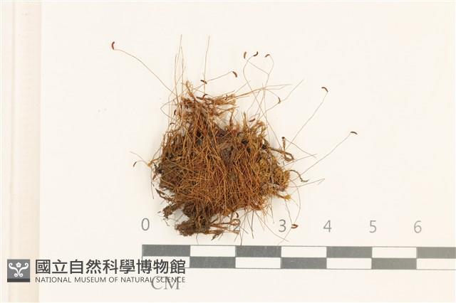 登錄號:B00014472藏品圖，第1張