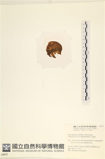 袋苔, 囊藻藏品圖，第3張