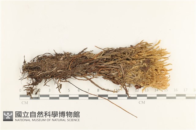 登錄號:B00013472藏品圖，第1張