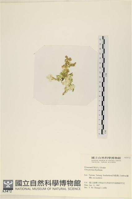 石蓴藏品圖，第3張