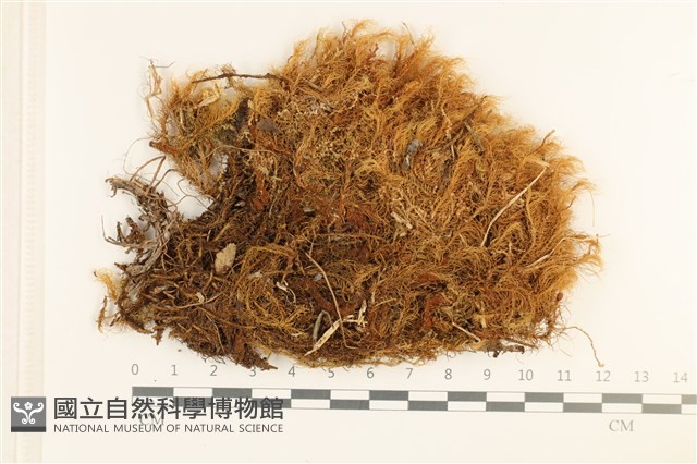 登錄號:B00008372藏品圖，第1張