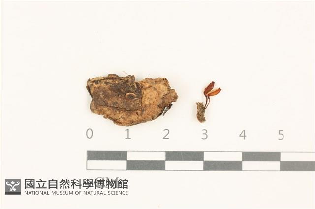 花斑煙桿蘚藏品圖，第1張