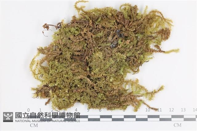 登錄號:B00005372藏品圖，第1張