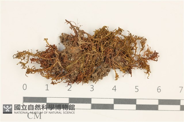 小仙鶴蘚藏品圖，第1張