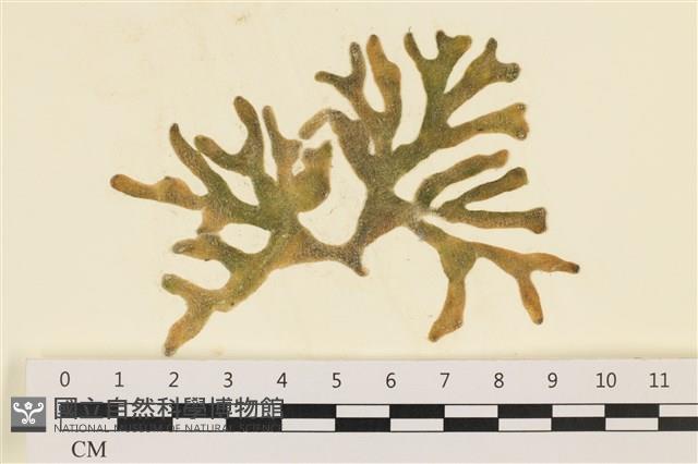 臺灣水松, 臺灣松藻藏品圖，第1張