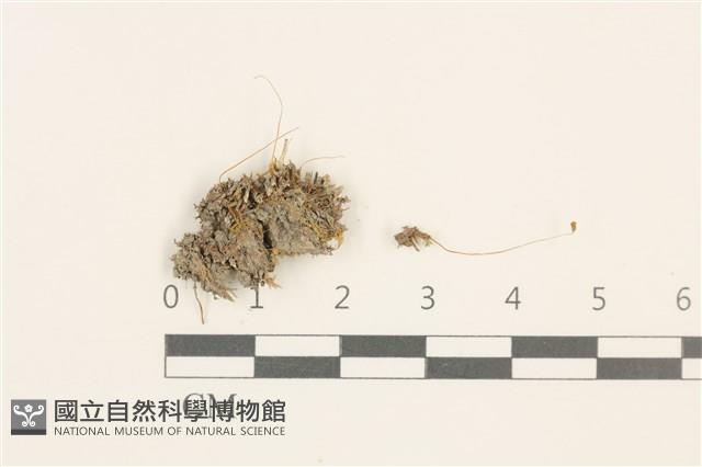 高山真蘚藏品圖，第1張