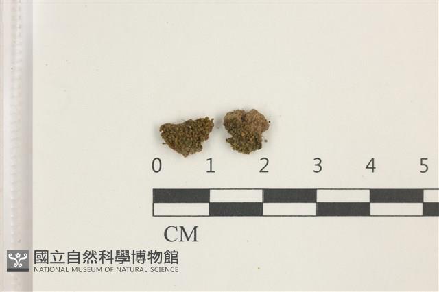 印度扭口蘚藏品圖，第1張