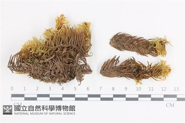 登錄號:B00006212藏品圖，第1張