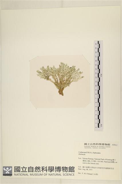 登錄號:A00005012藏品圖，第3張