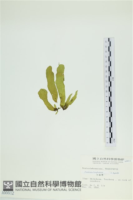 葉苔, 小海帶藏品圖，第3張
