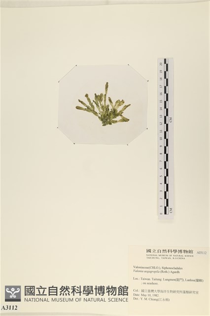 法囊藻藏品圖，第3張