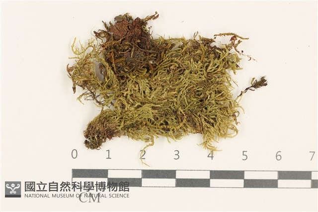 羽枝青蘚藏品圖，第1張