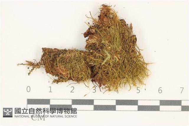 小挺葉苔藏品圖，第1張