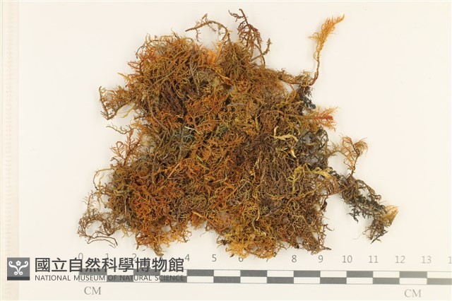 登錄號:B00000512藏品圖，第1張