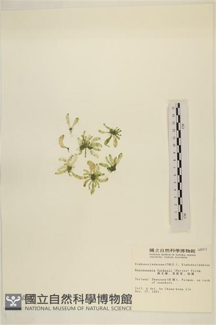 曲玉藻, 香蕉菜, 玉茄藻藏品圖，第3張