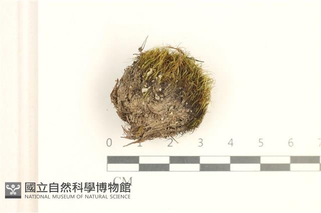脆枝曲柄蘚藏品圖，第1張