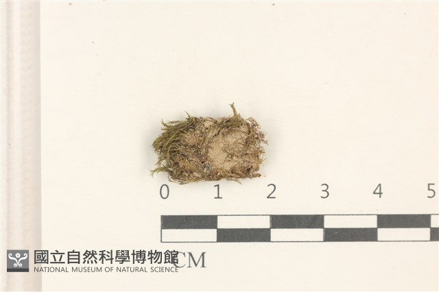 臺灣曲柄蘚藏品圖，第1張
