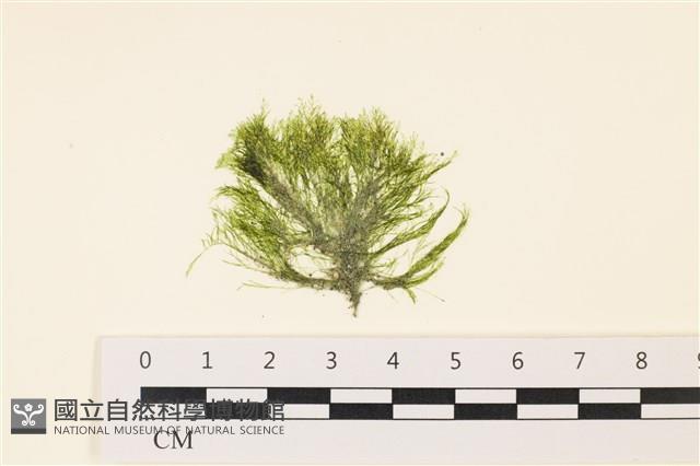 登錄號:A00006412藏品圖，第1張