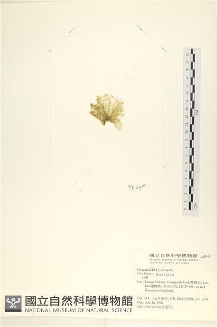 大石蓴, 石蓴藏品圖，第3張