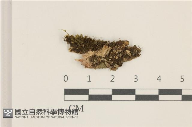 細鱗苔藏品圖，第1張