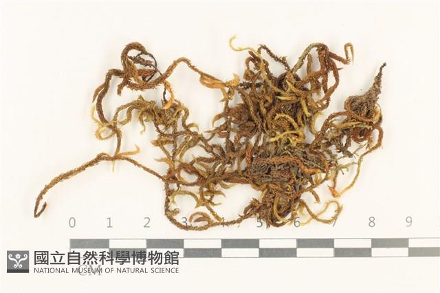 登錄號:B00011412藏品圖，第1張