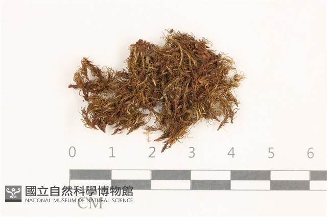 仙鶴蘚藏品圖，第1張