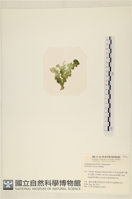 登錄號:A00004912藏品圖，第3張
