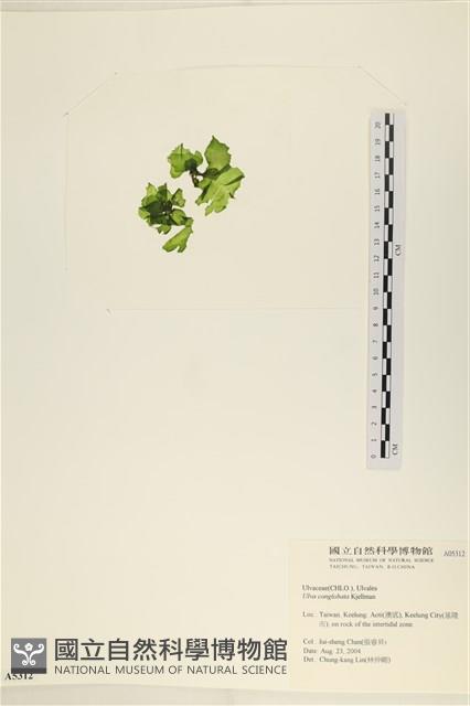 茶花石蓴, 牡丹菜藏品圖，第3張
