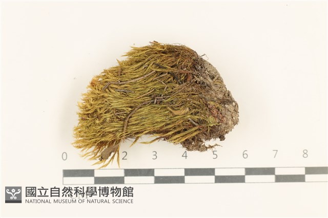 登錄號:B00001312藏品圖，第1張