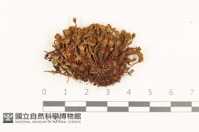 那霸短月蘚藏品圖，第1張
