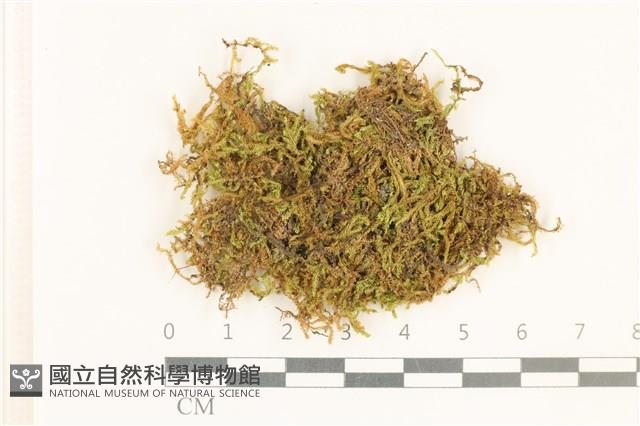 柔軟櫛葉蘚藏品圖，第1張