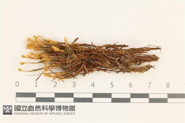 登錄號:B00013712藏品圖，第1張