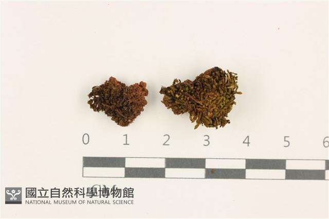 登錄號:B00012692藏品圖，第1張