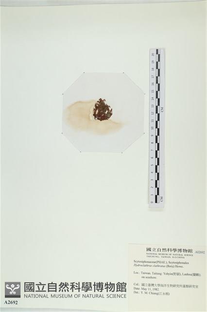 網胰藻藏品圖，第3張