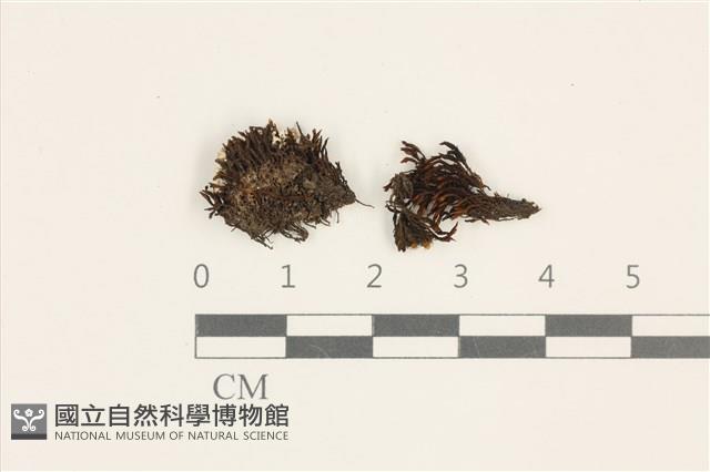 登錄號:B00004692藏品圖，第1張