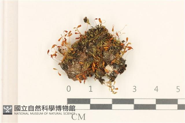 紫色真蘚藏品圖，第1張