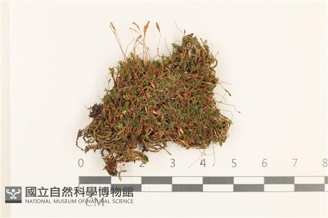 那霸短月蘚藏品圖，第1張